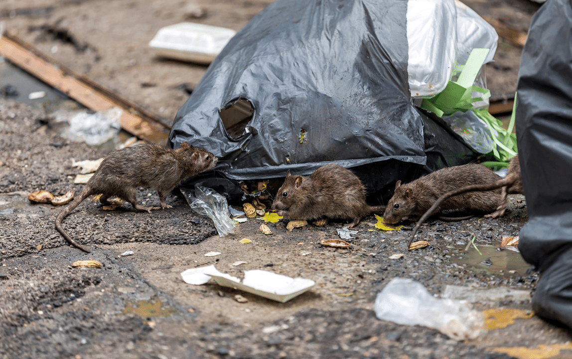 Public health report, summer update: Surge of rat and housing ...