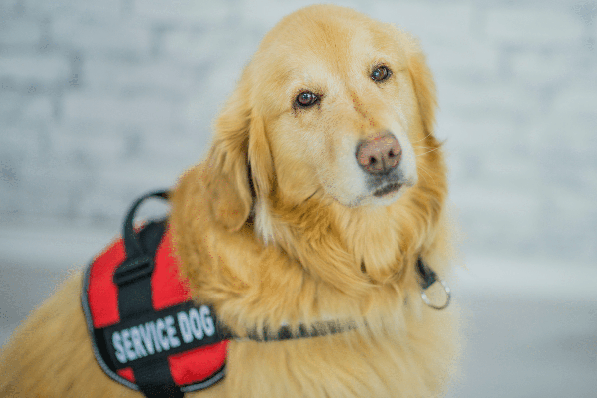 School Committee unanimously approves contested emotional support dog policy