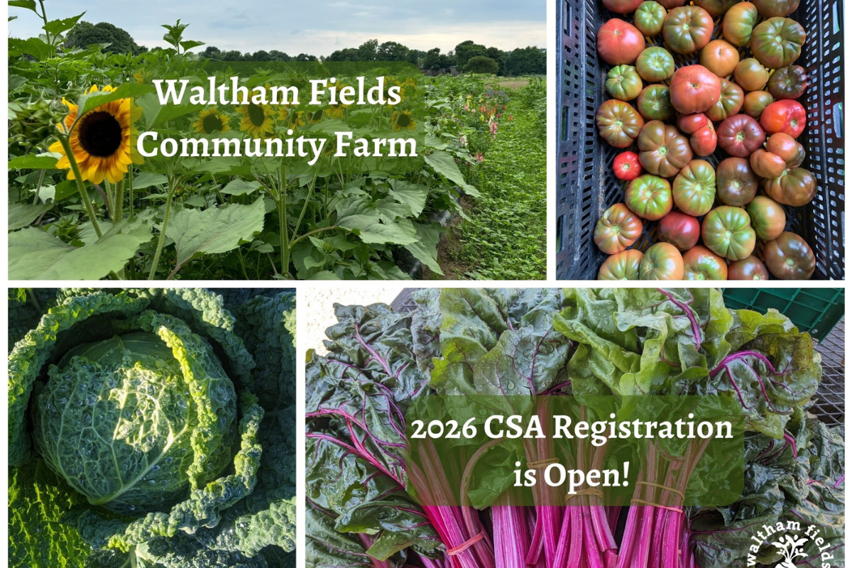 CSA shares open for summer at Waltham Fields Community Farm