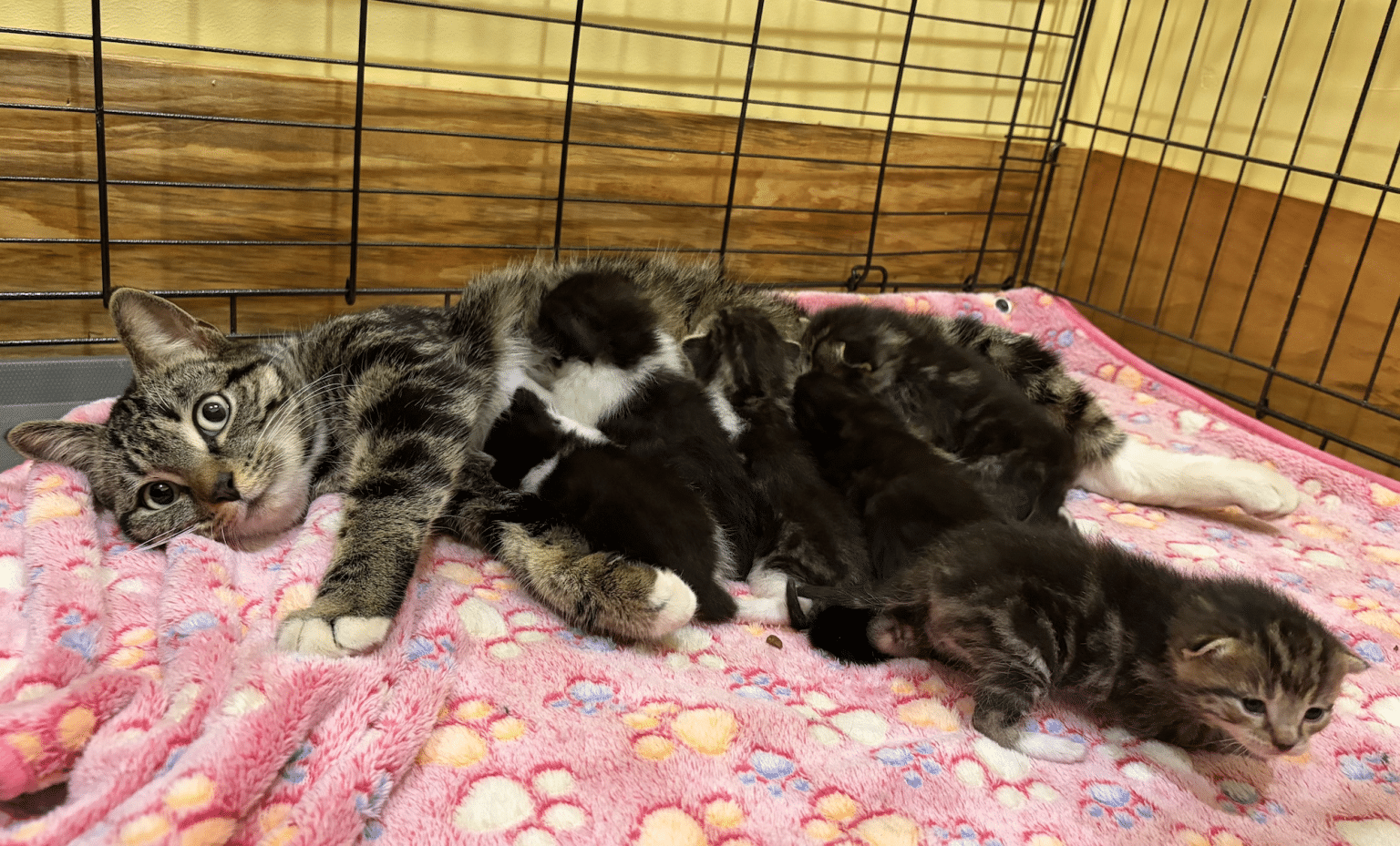 Cat Rescued From Sll Apple AirTag helps volunteers rescue mother cat, six kittens during ...