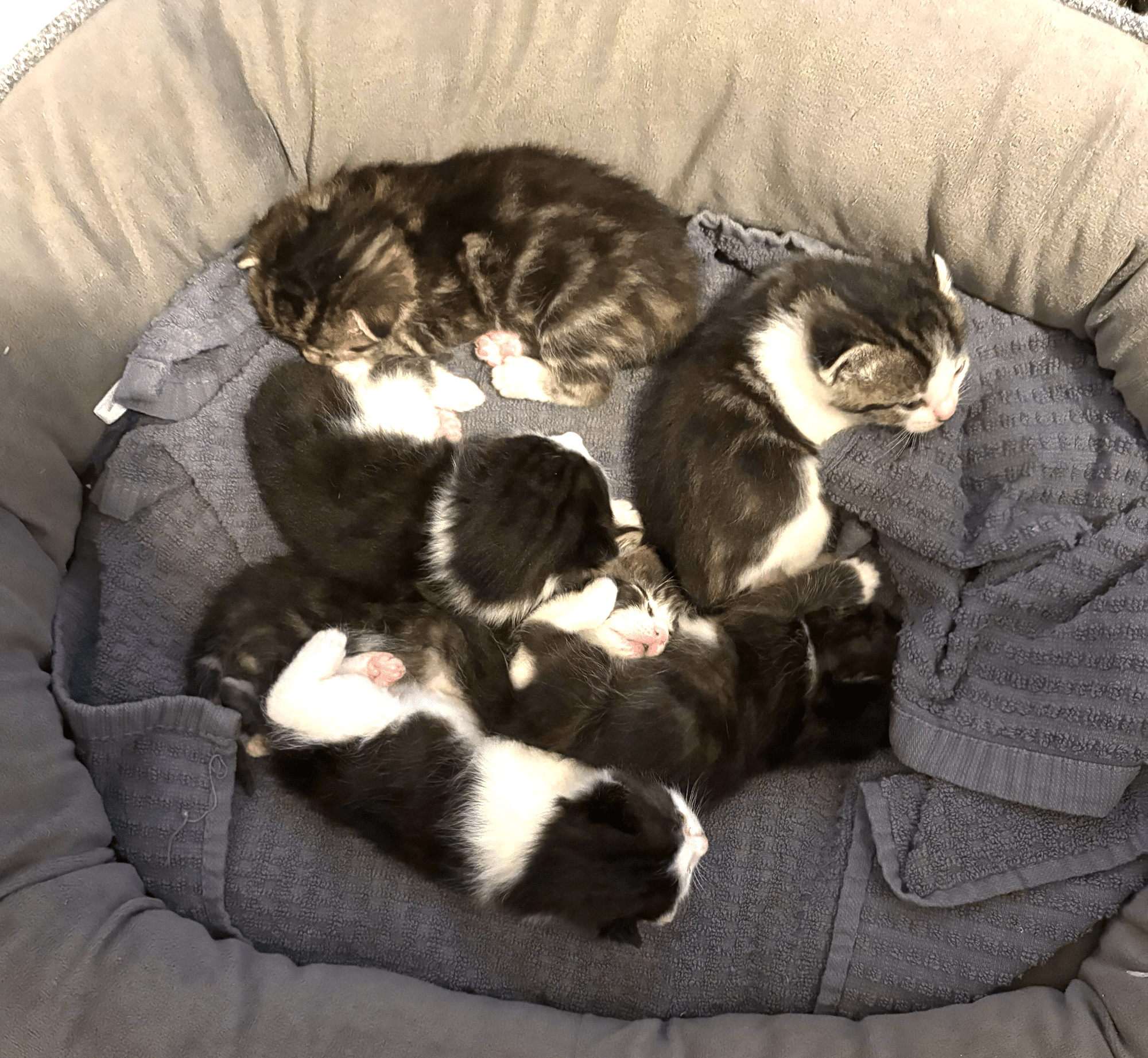 Apple AirTag helps volunteers rescue mother cat, six kittens