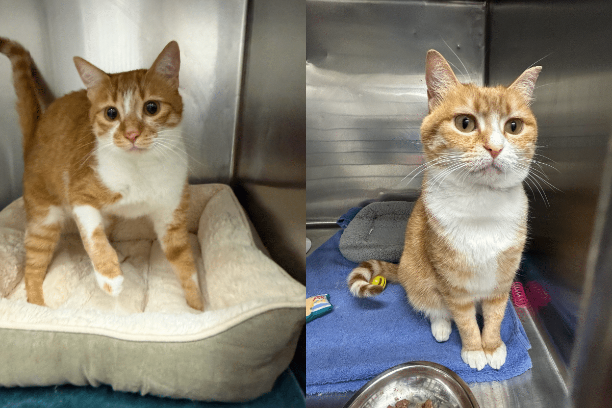 Cat mom and son seek a loving home